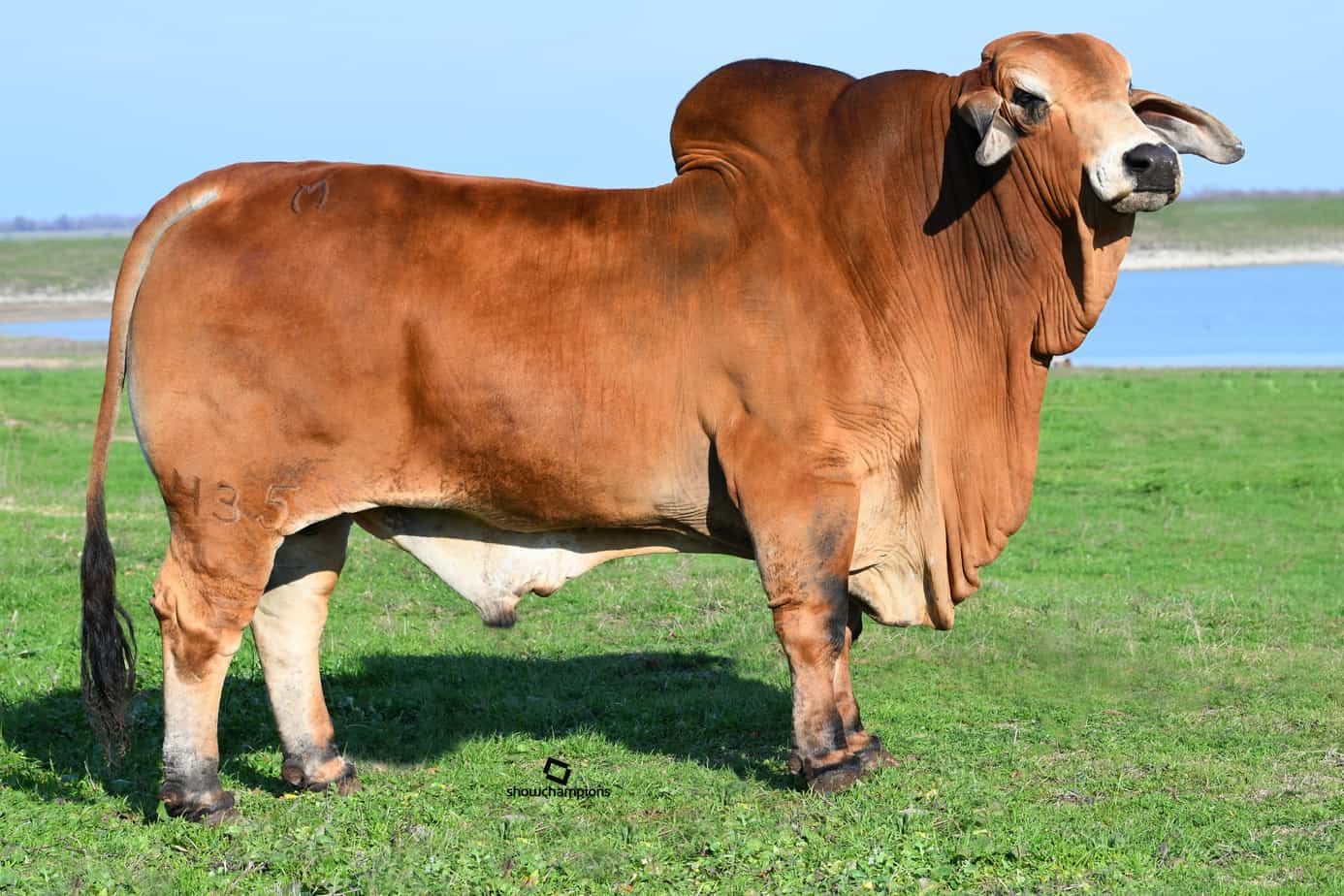 Cattle Image